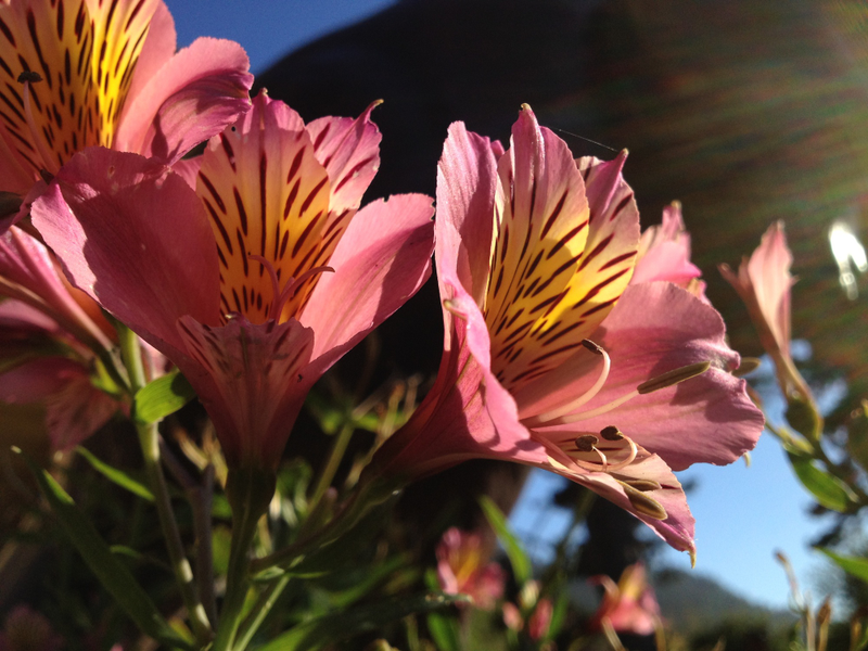 Illustration for article titled Holy Hell, the Pictures the iPhone 4S Can Take Are Insane